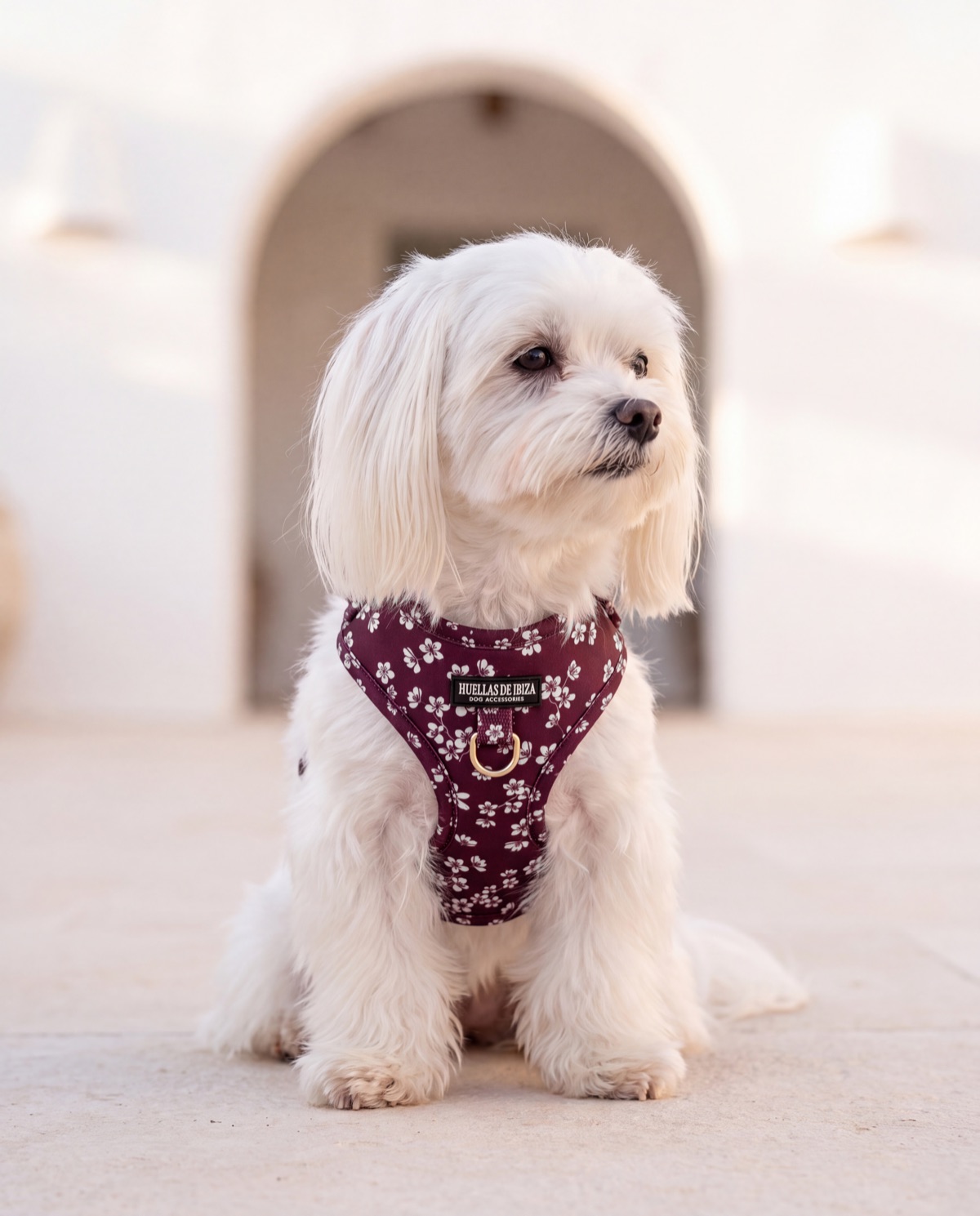Bichón maltés con el arnés ajustable Almendros de Ibiza de Huellas de Ibiza